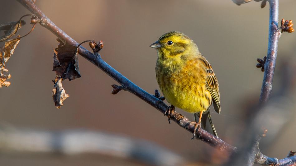 The Strand Bird Nature