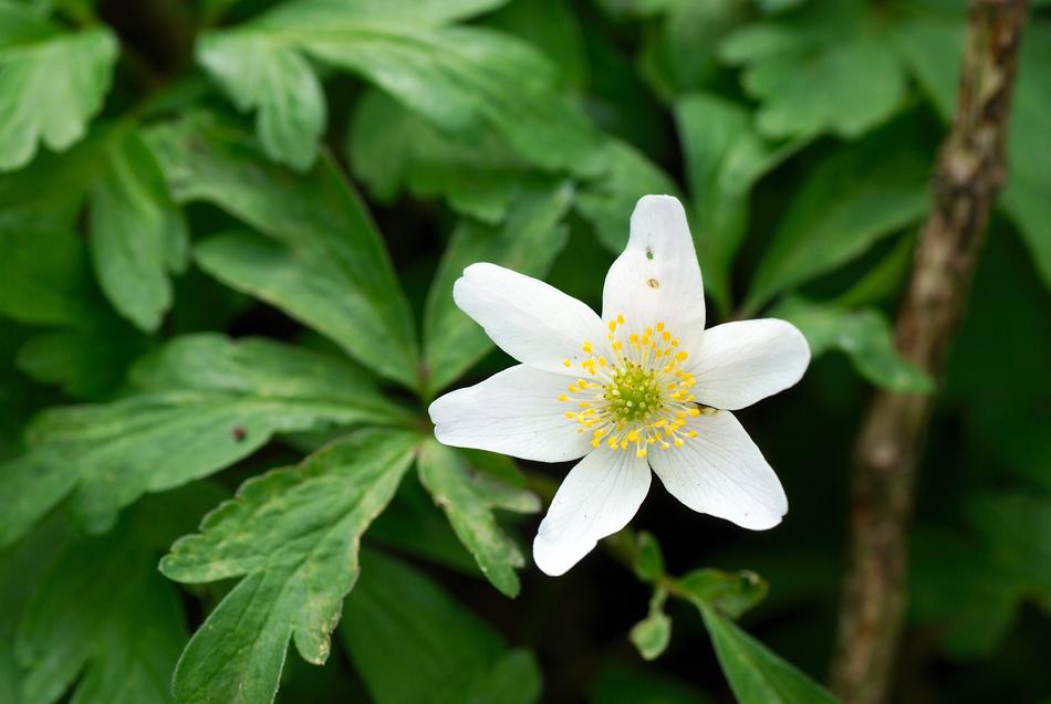Macro Flower Nature