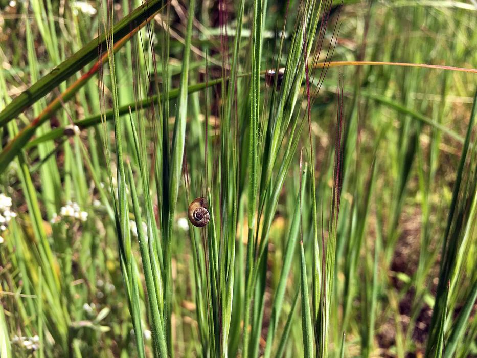 grass green with flowers