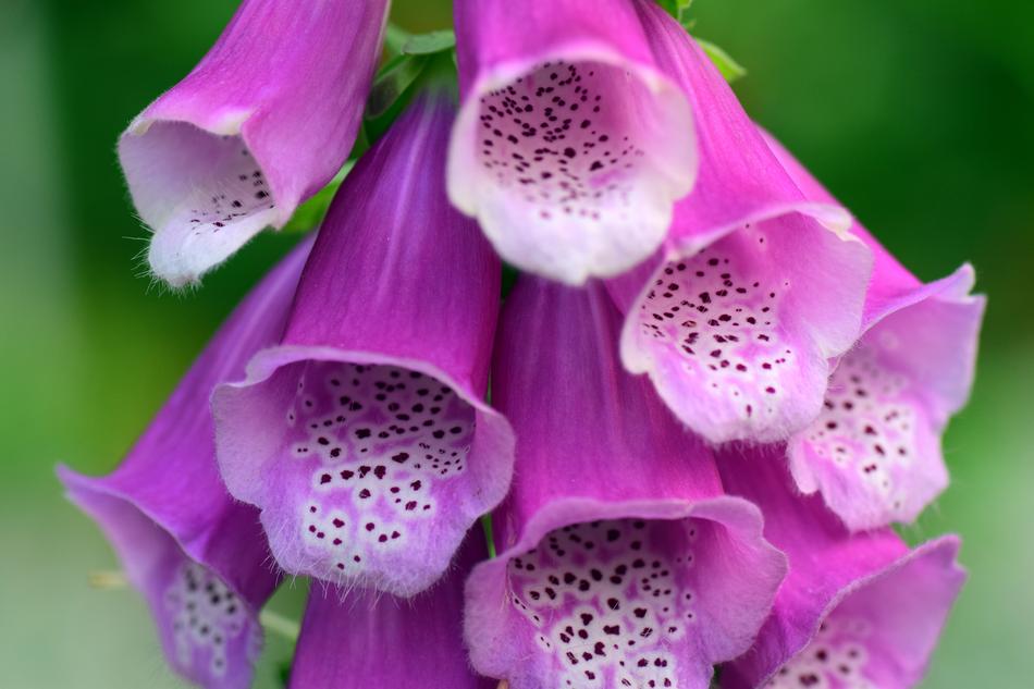 pink bells