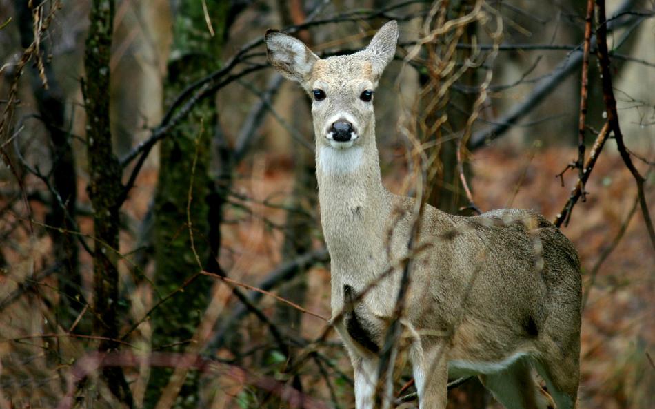 reindeer in the woods