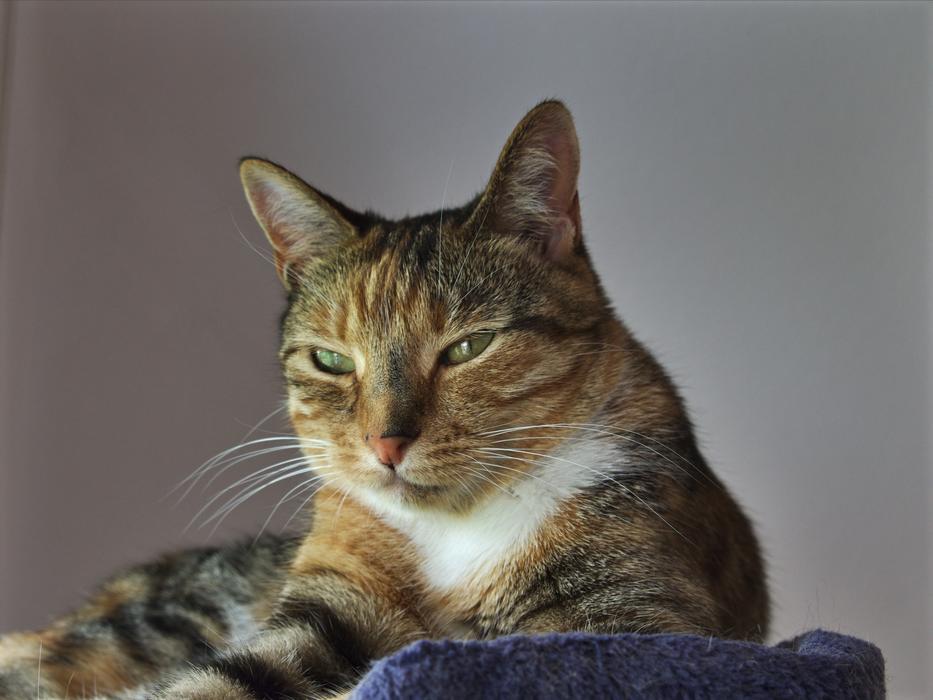 Animals Cat Tabby Female