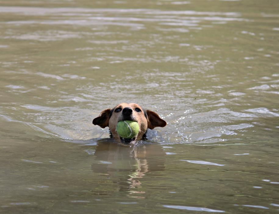 Dog Ball Swim
