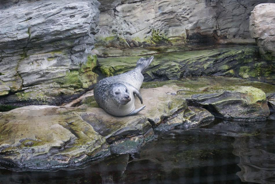 Phocas Animal Water