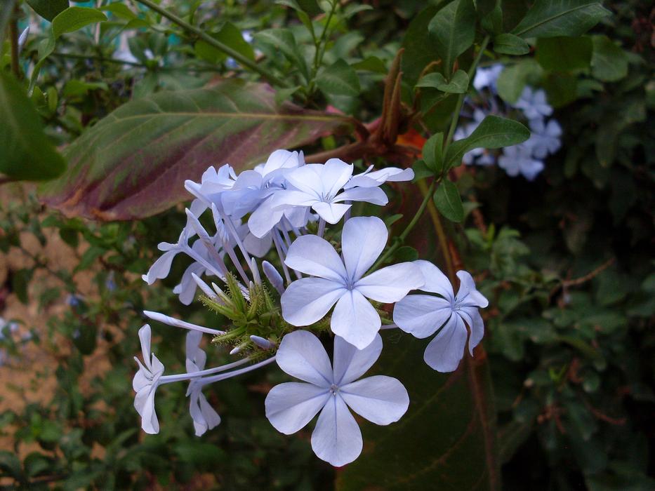 blue flowers in the garden spring