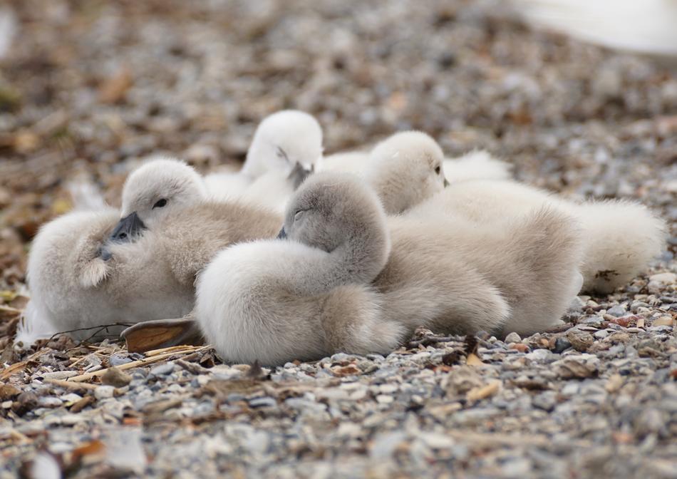 fluffy ducklings on the ground