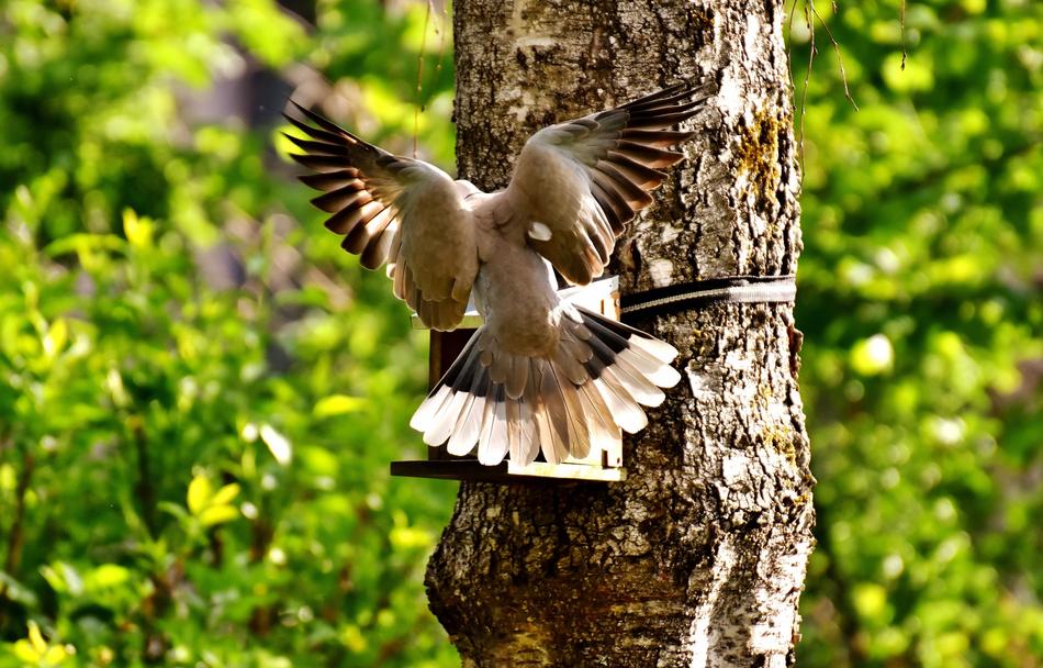 Dove Approach Bird