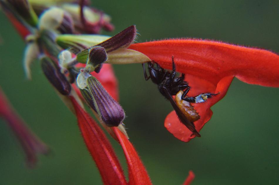 Pollination Nature Bee Red