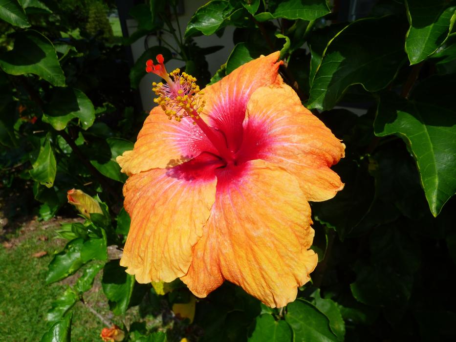 Hawaii Plant Hibiscus