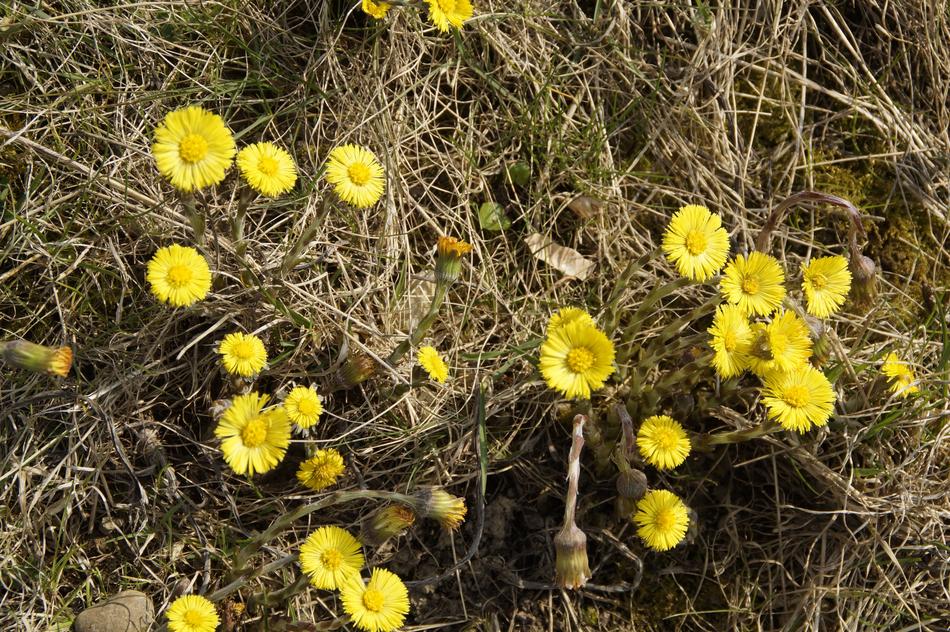 Tussilago Farfara Spring Cough