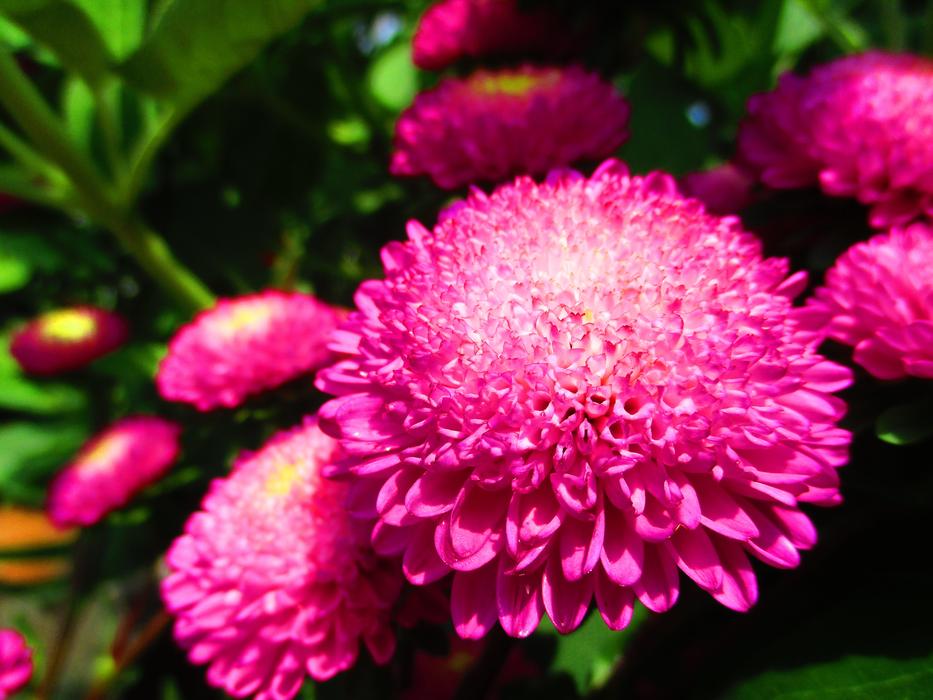 fluffy flowers in the garden alone
