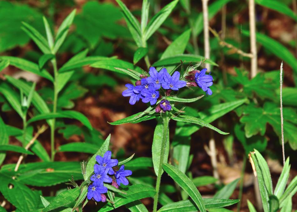 Blue flowers in the garden are beautiful in spring