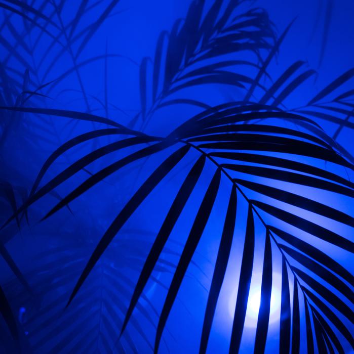 Beautiful view with the silhouettes of the palm leaves, in blue light and fog