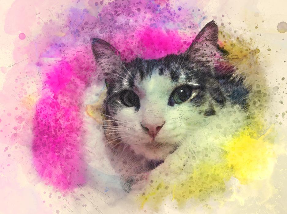 Drawing a cat with bright colors