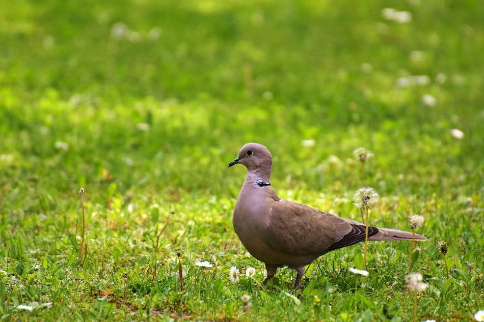 Dove Meadow Collared