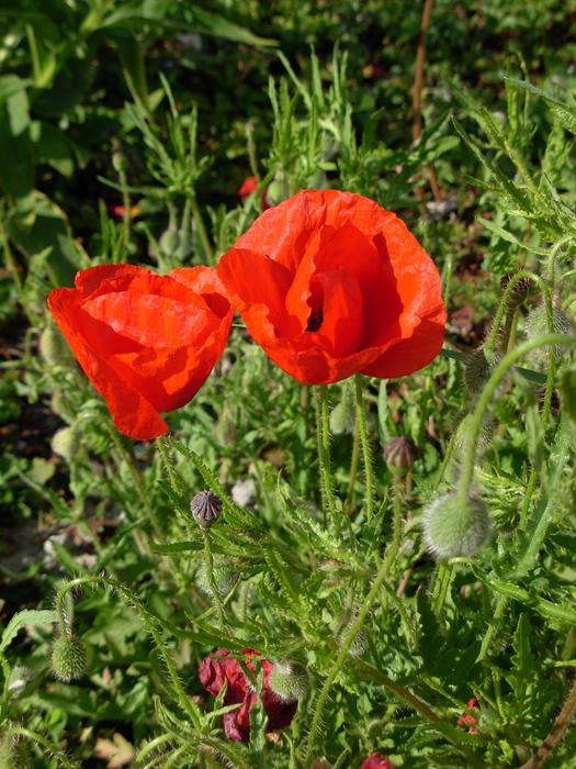 a big flower in the green grass