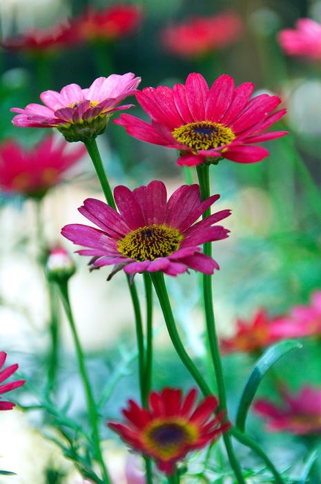 Flower Summer Pink Syrian