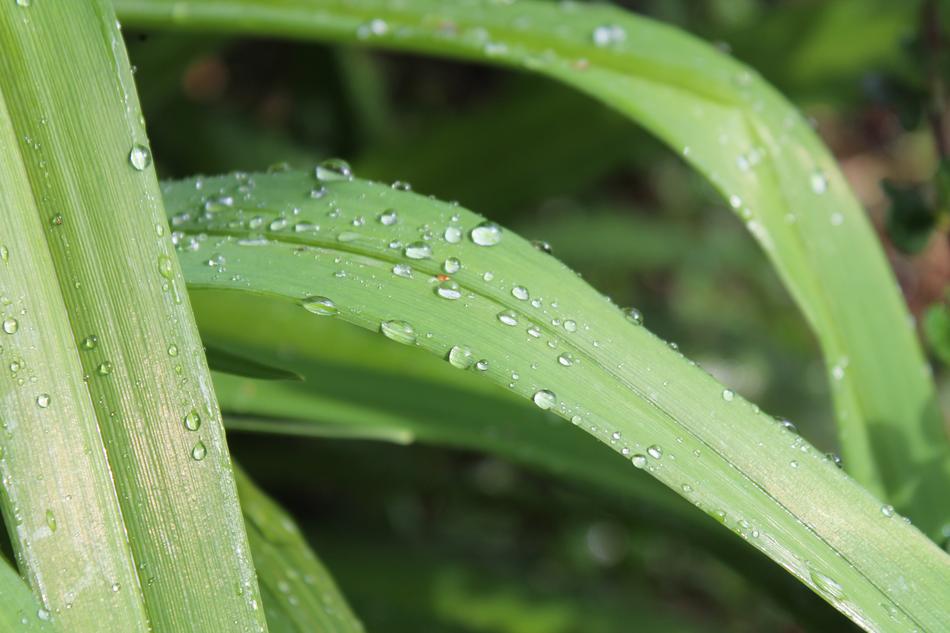 Grass Blade Of Green