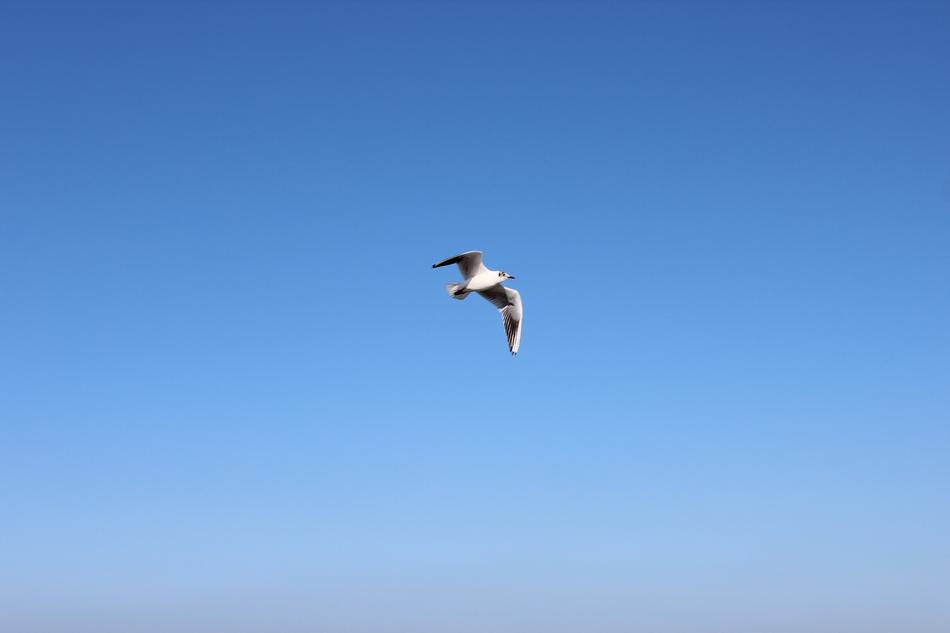 Bird Air Sky