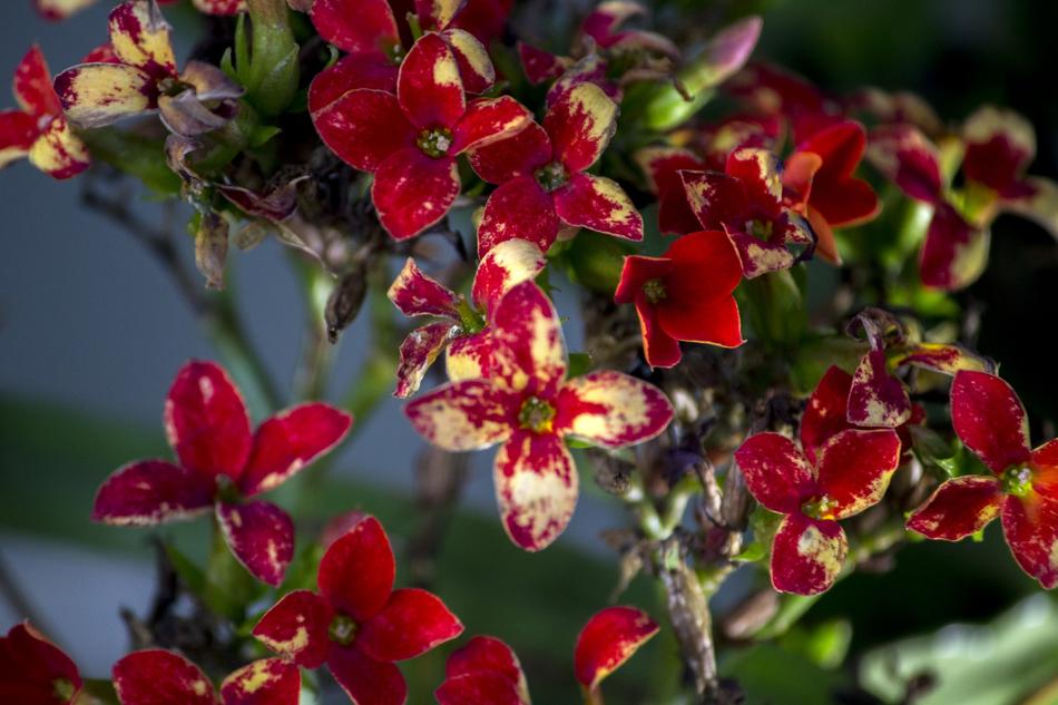 Flower Always Alive Nature