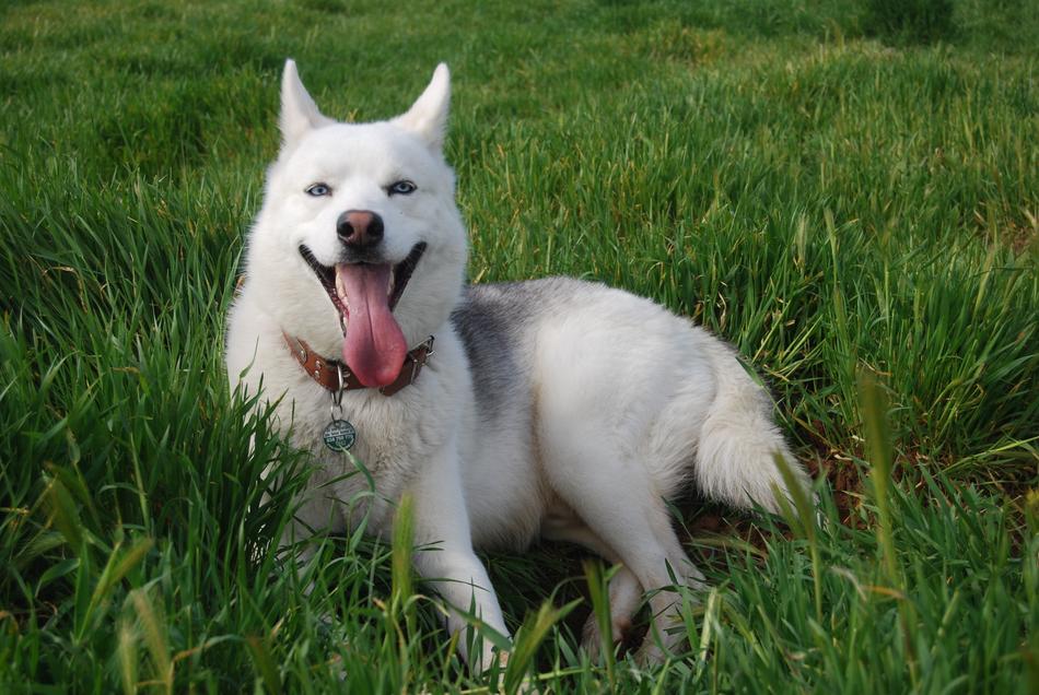 Dog Pets Siberian