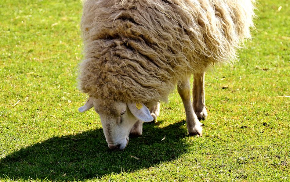 Sheep Animal Animals