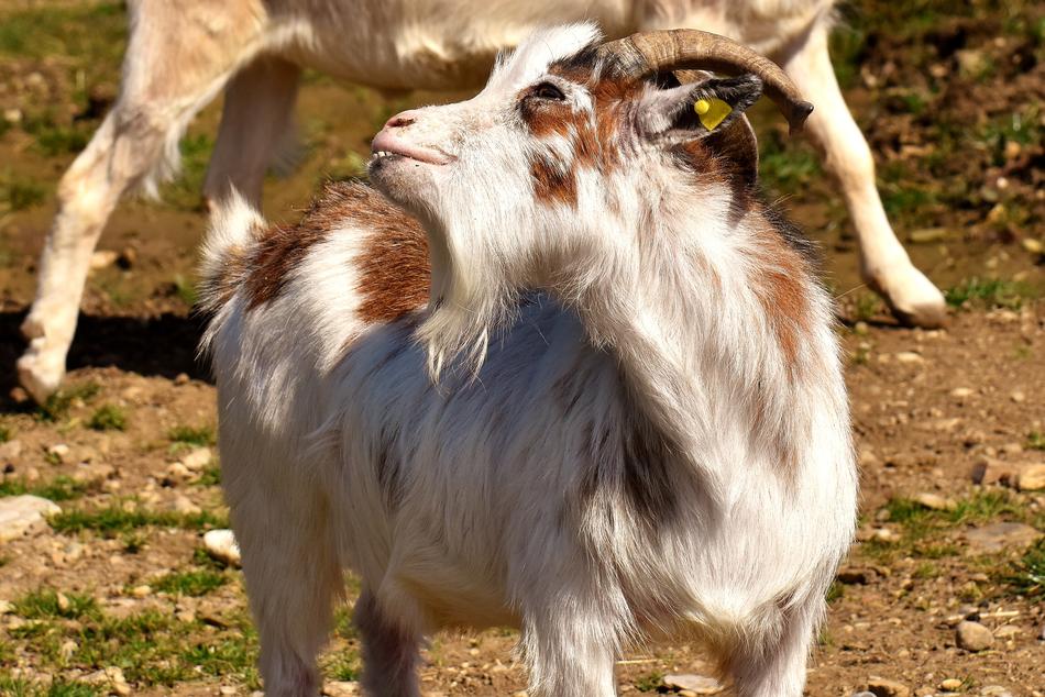cute goat with a tongue