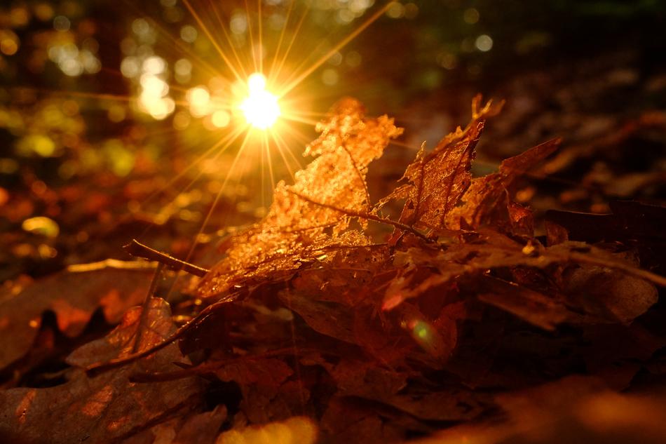 Autumn leaves in the sunshine
