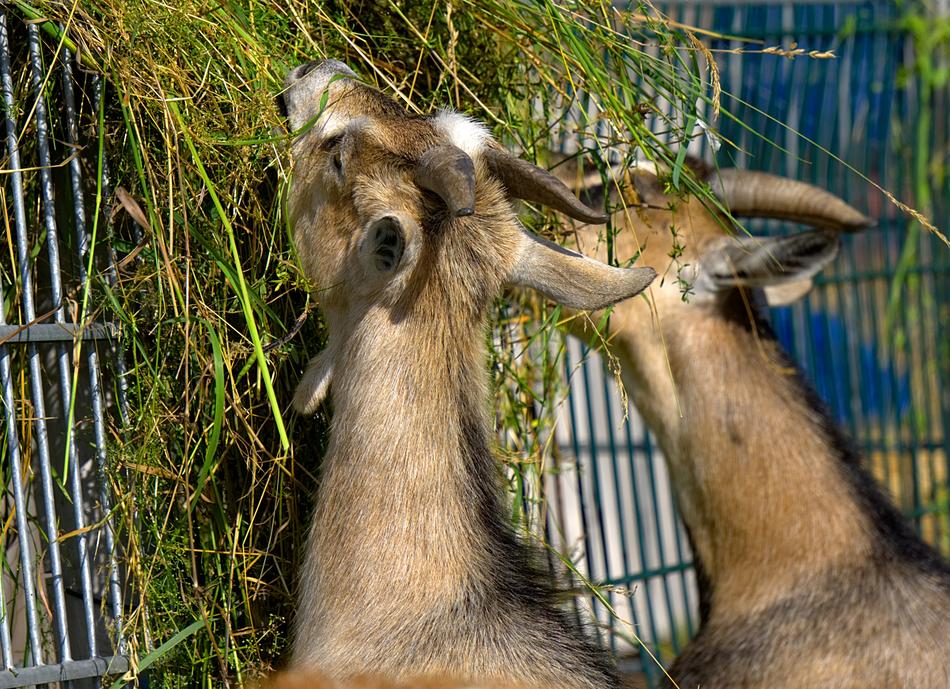 cute animals eat