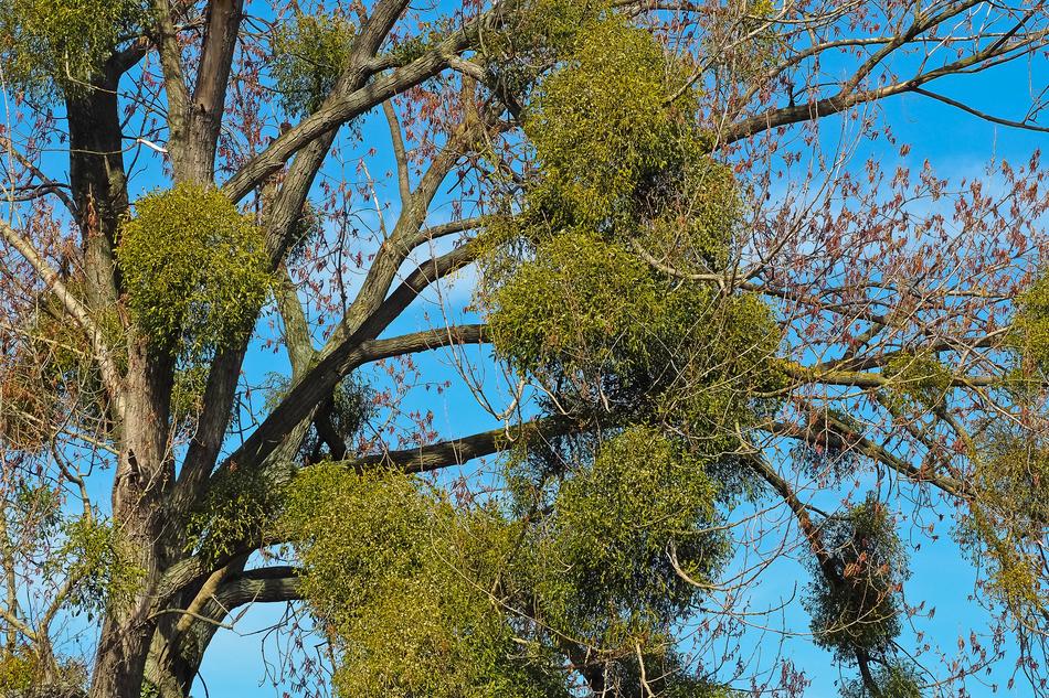 Tree Mistletoe Make The Most Of