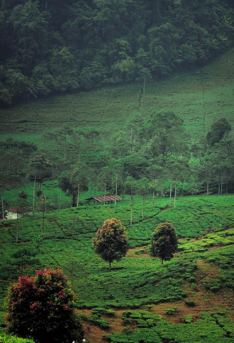 Nature Natur Green