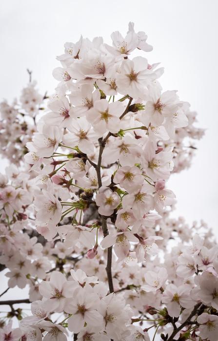spring white sakura