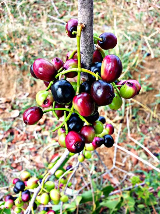 red berries in thick
