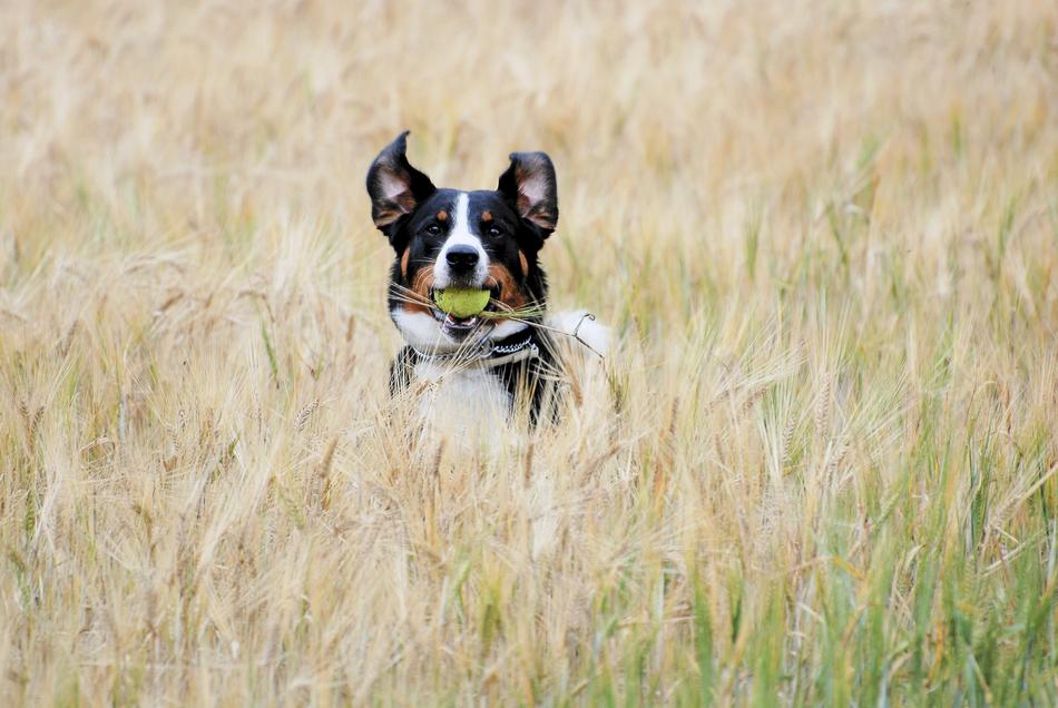 Appenzell Ball Cornfield