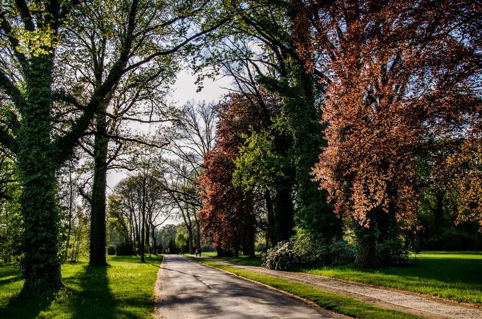 Spring In The Park Sun Nature