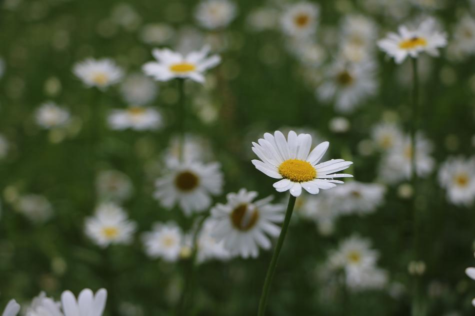 Daisies Flower Meadow