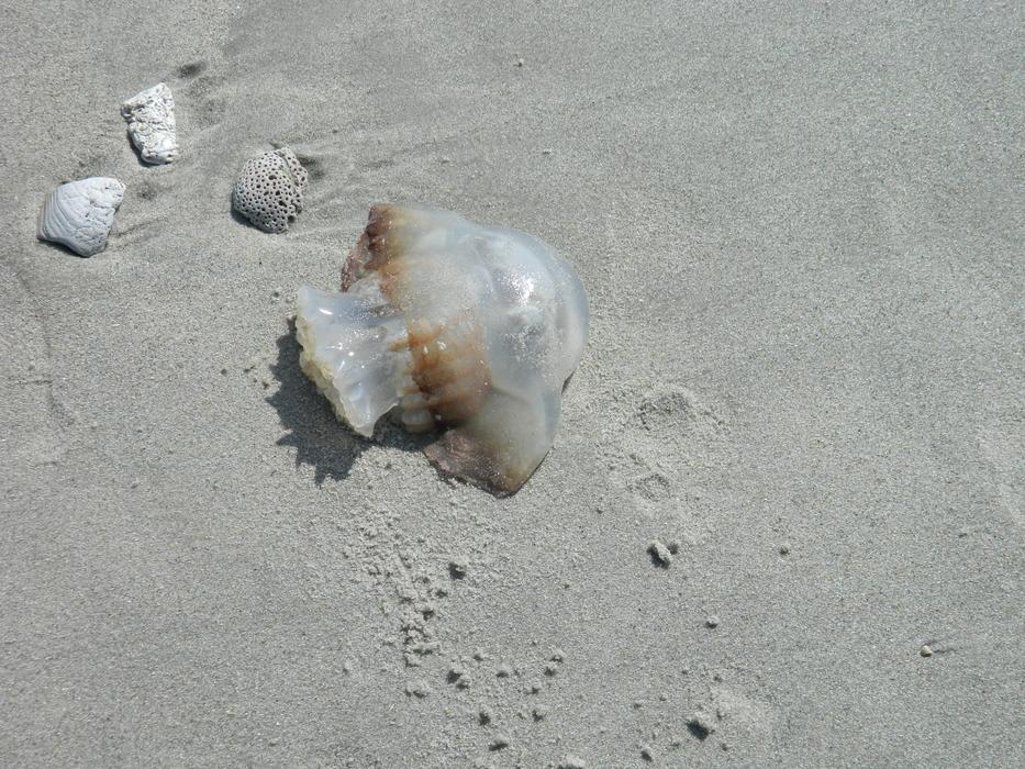 Jelly Fish Sea Shells on sand