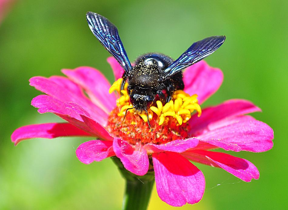 Insect On The Flower Drvodělka