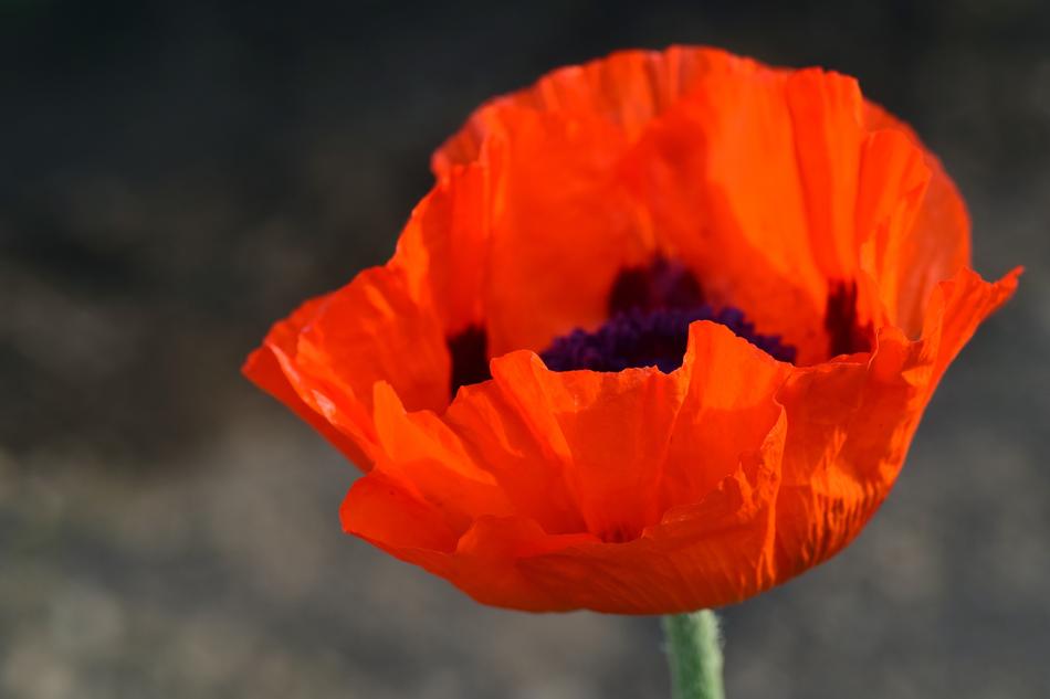 Poppy Flower Red