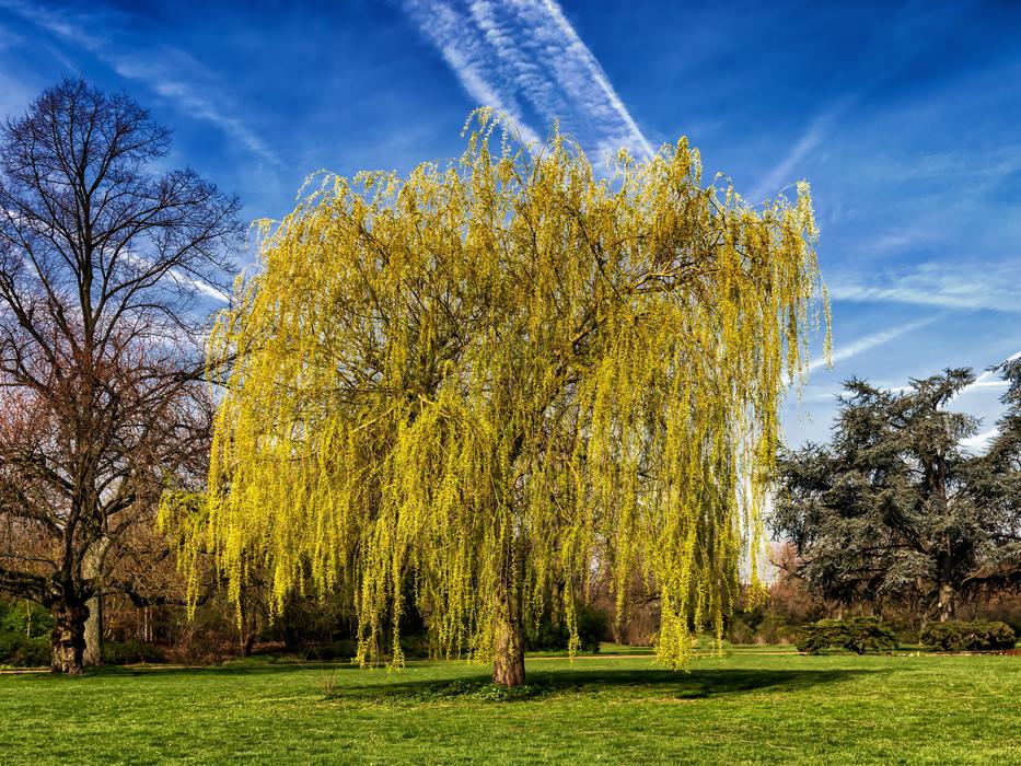 yellow leaves on trees