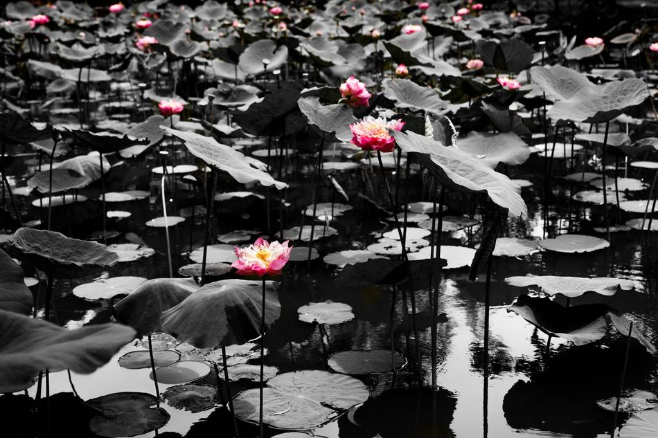 Lotus Pond Water
