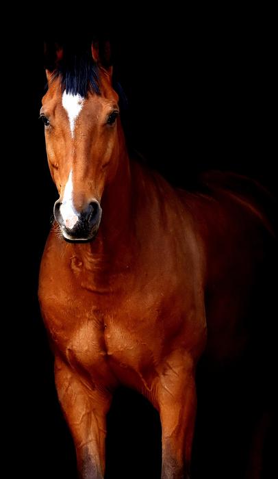 Horse Brown Black Background