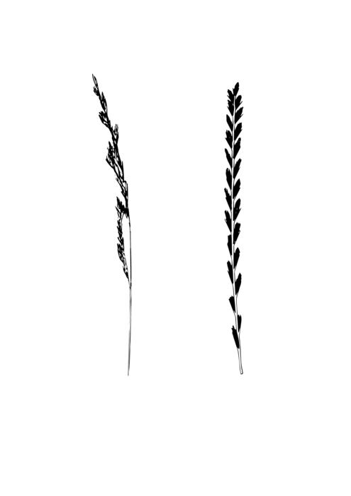 game grass isolated halme nature