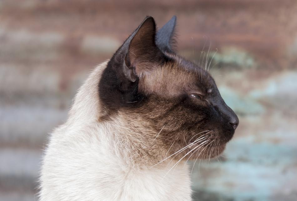 Cat Siamese Animal