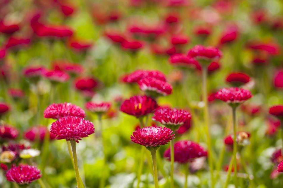 Flower Purple Red