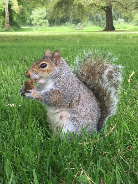 funny squirrel in the grass