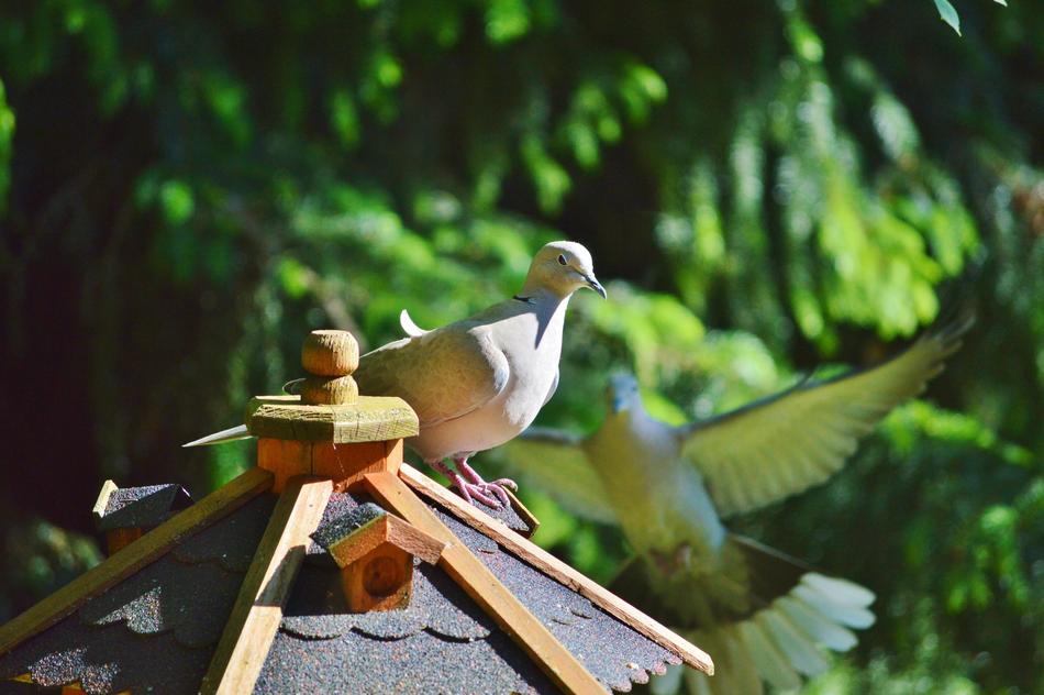 Dove Bird Collared