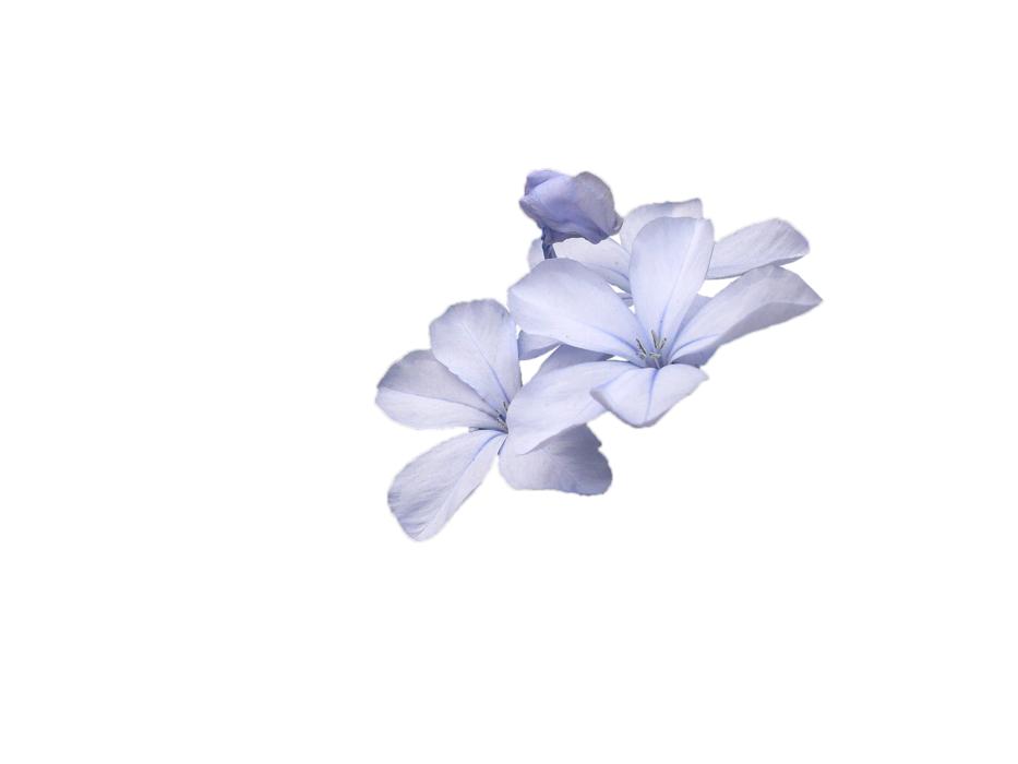 wild flowers on a white background