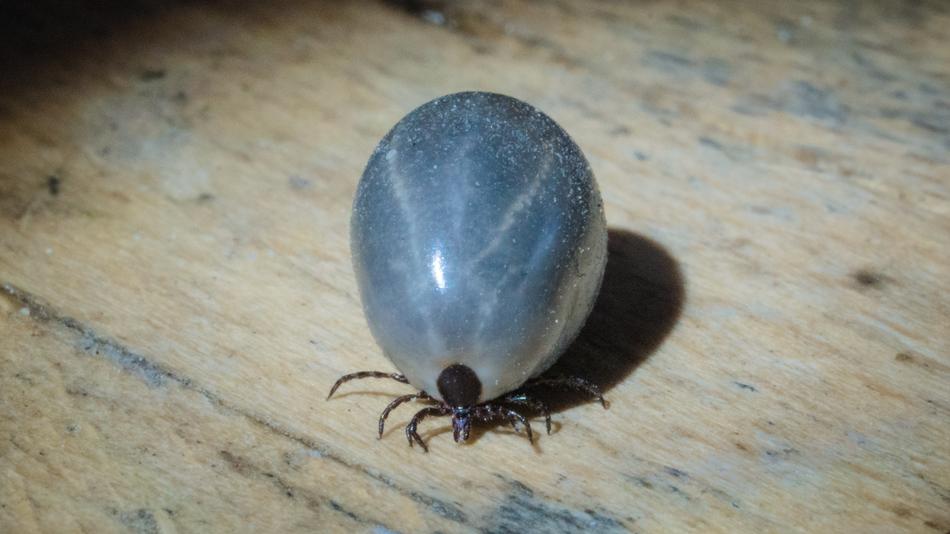 Tick Insect Harmful