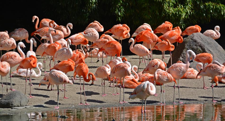 Flamingo Bird Pink